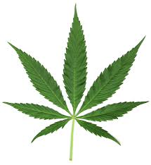 ganja